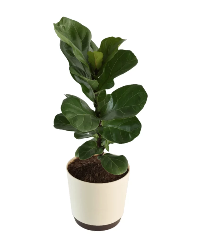 Fiddle Leaf Fig