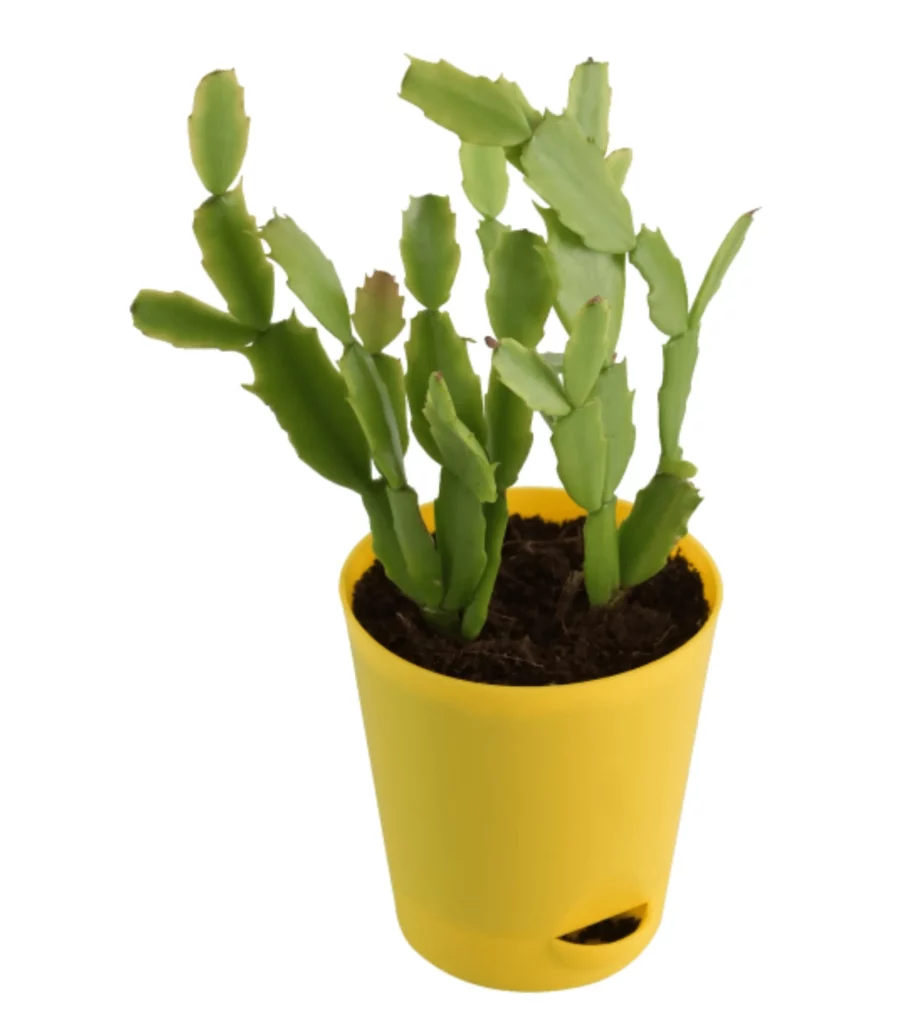 Christmas Cactus