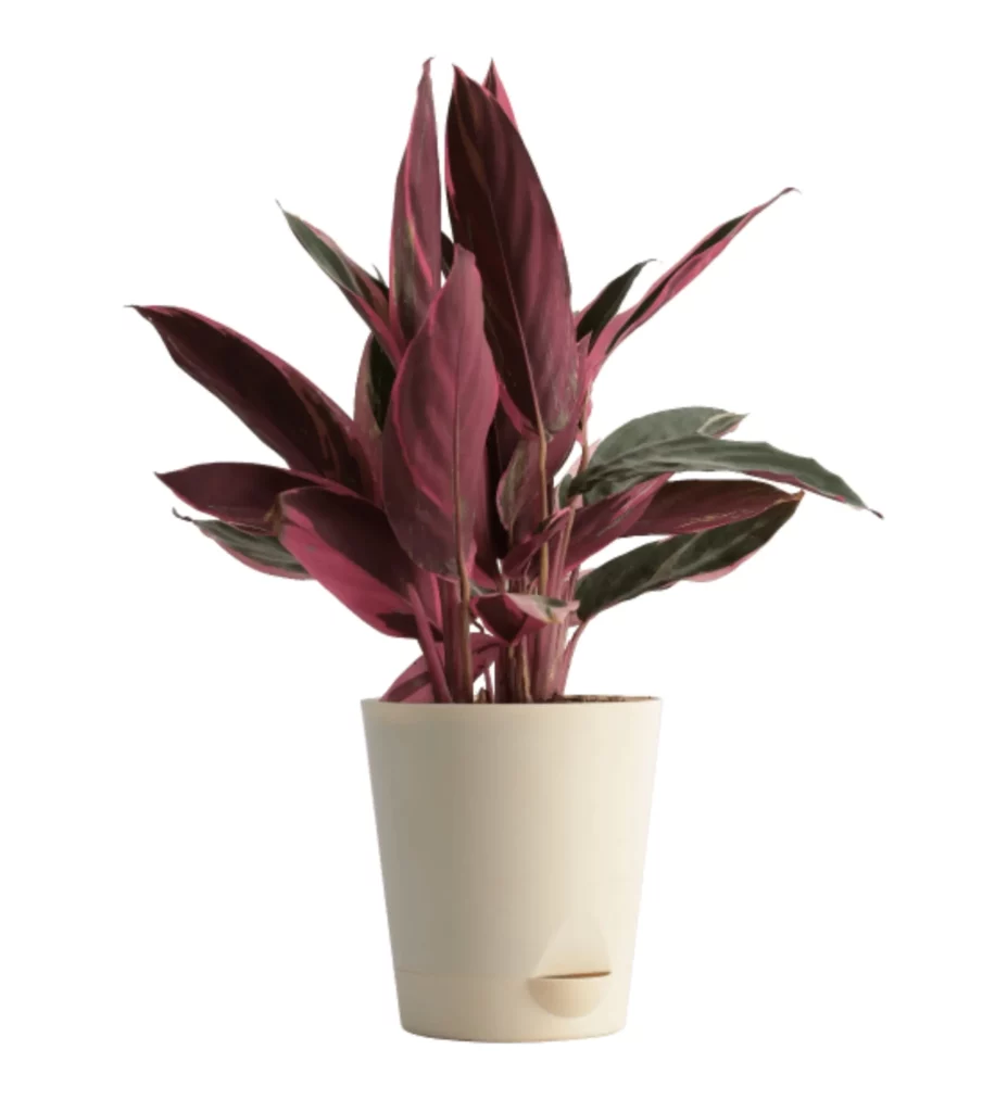 Stromanthe Triostar With Self Watering Pot