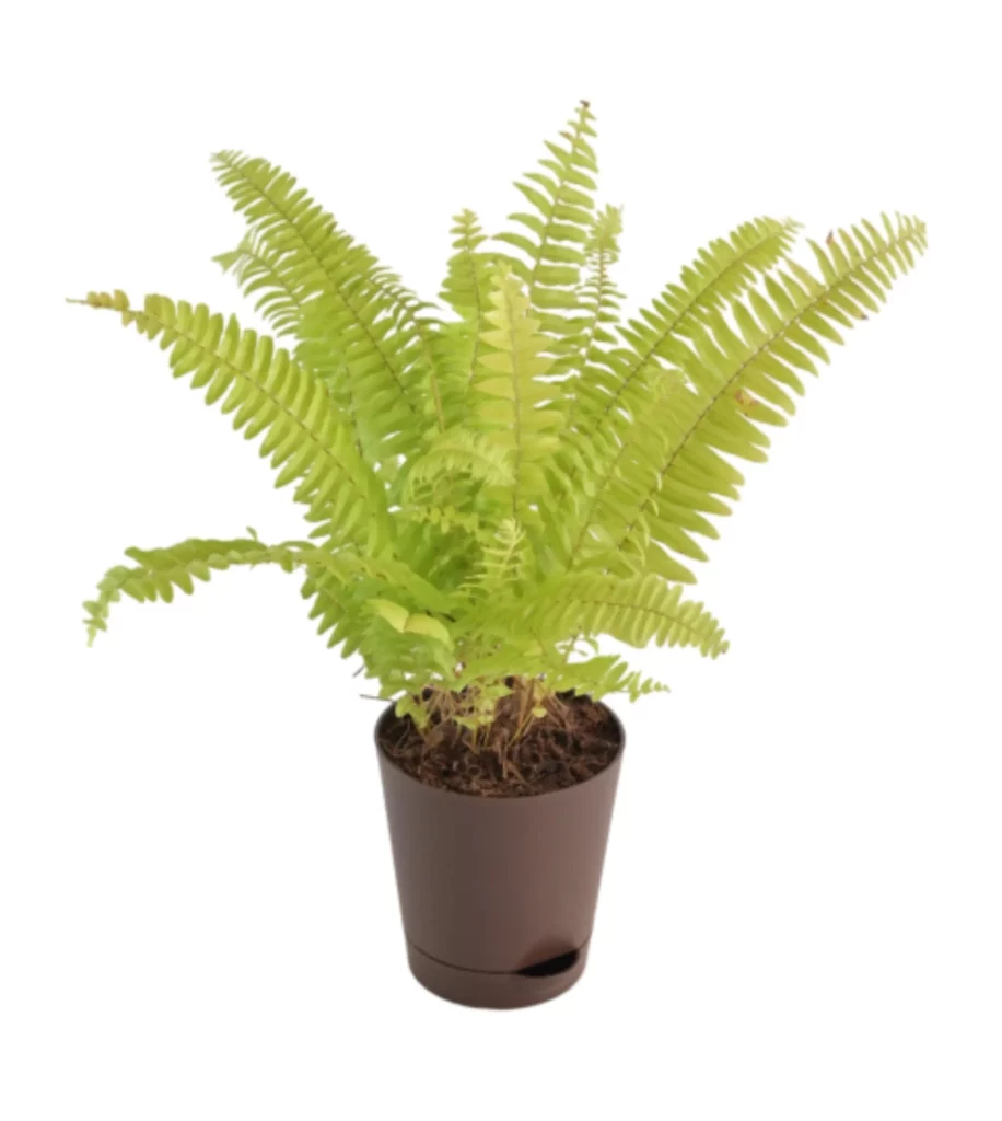 Golden Fern Plant
