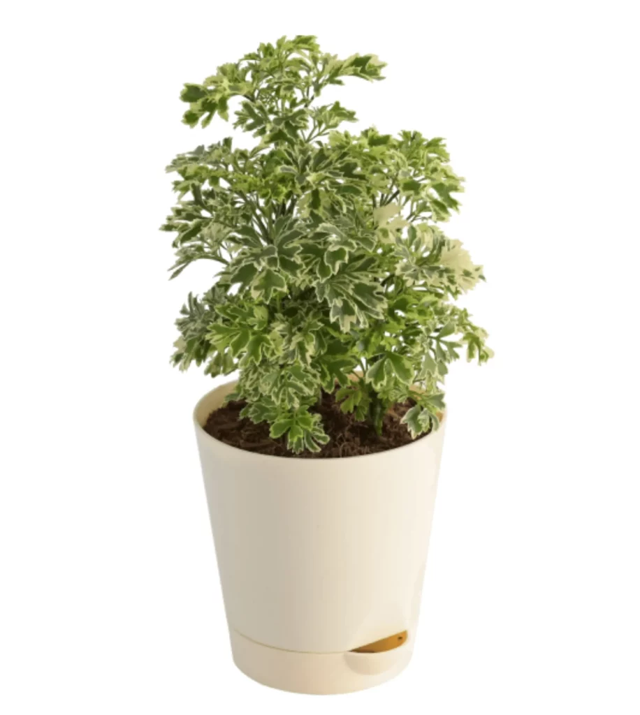 Aralia Variegated Mini Plant
