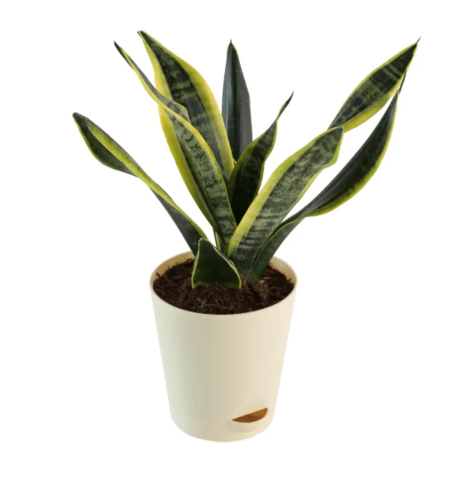 Snake Plant – Futura Superba