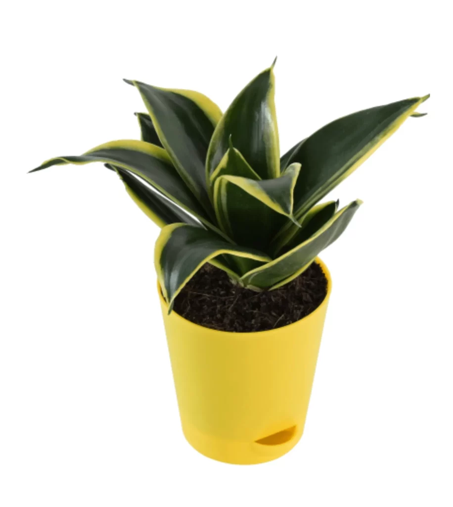 Snake Plant – Golden Hahnii