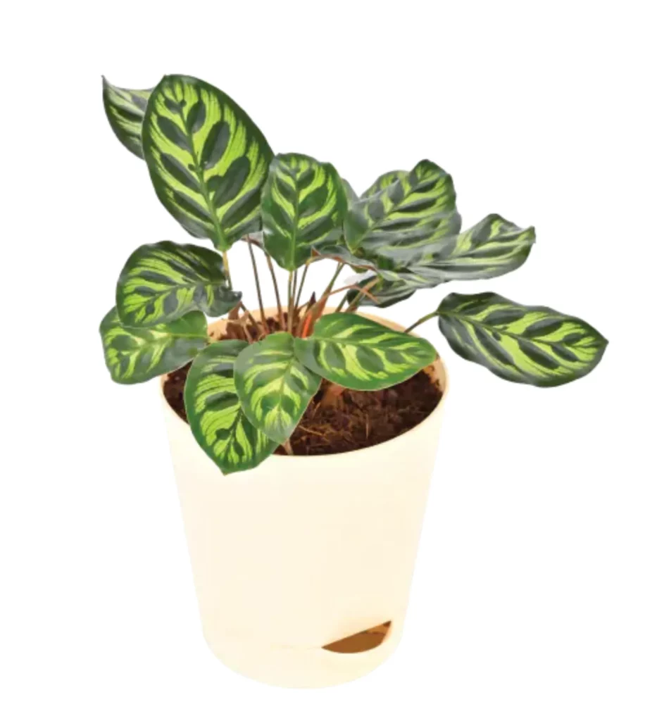 Calathea Peacock Plant