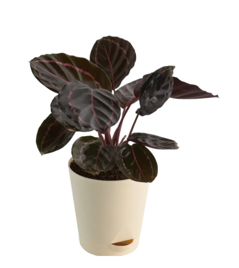 Calathea Roseopicta Dottie