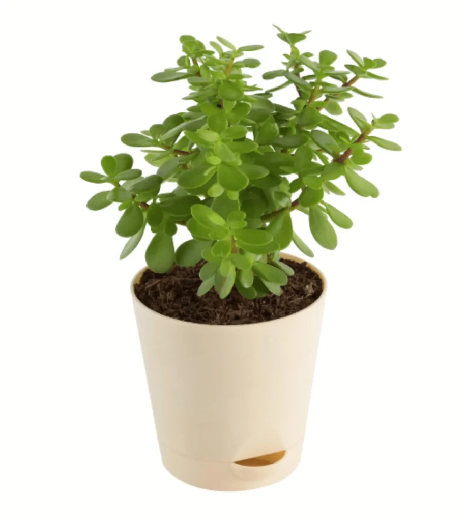 Jade Mini