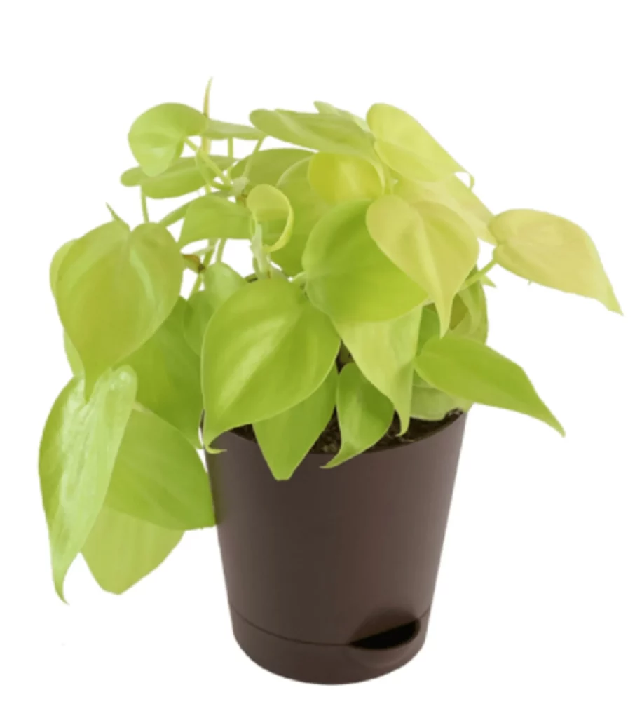 Philodendron Oxycardium Golden Plant