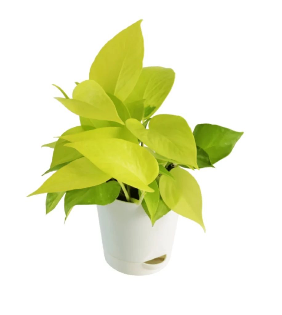 Money Plant Golden