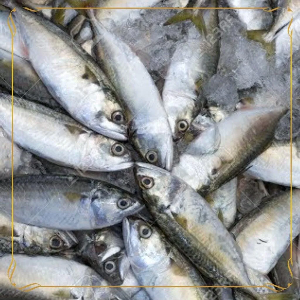 Mackerel Fish (Bangda)