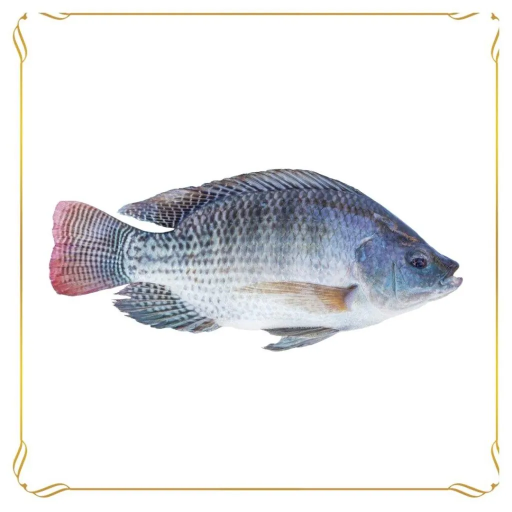 Tilapia Fish