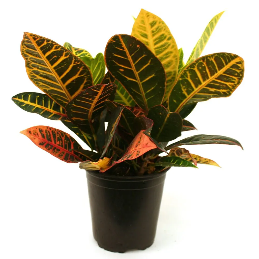 Multy Croton