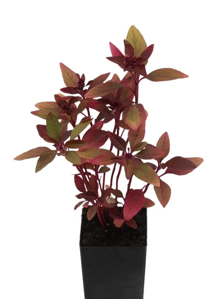 Amaranthus Red