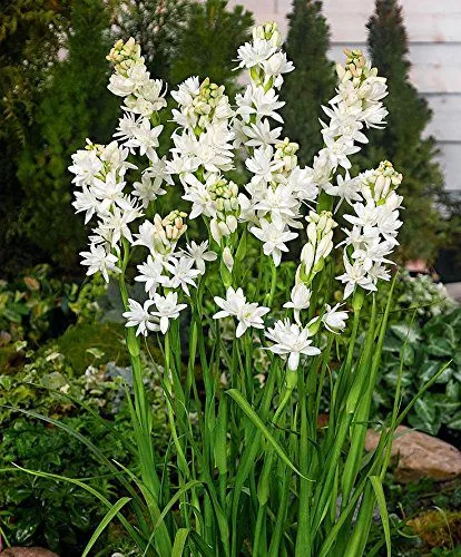 Rajinigandha Lily