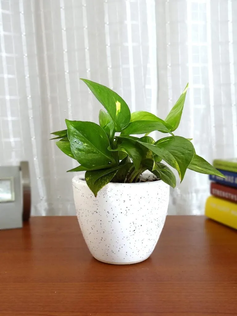 Leaved