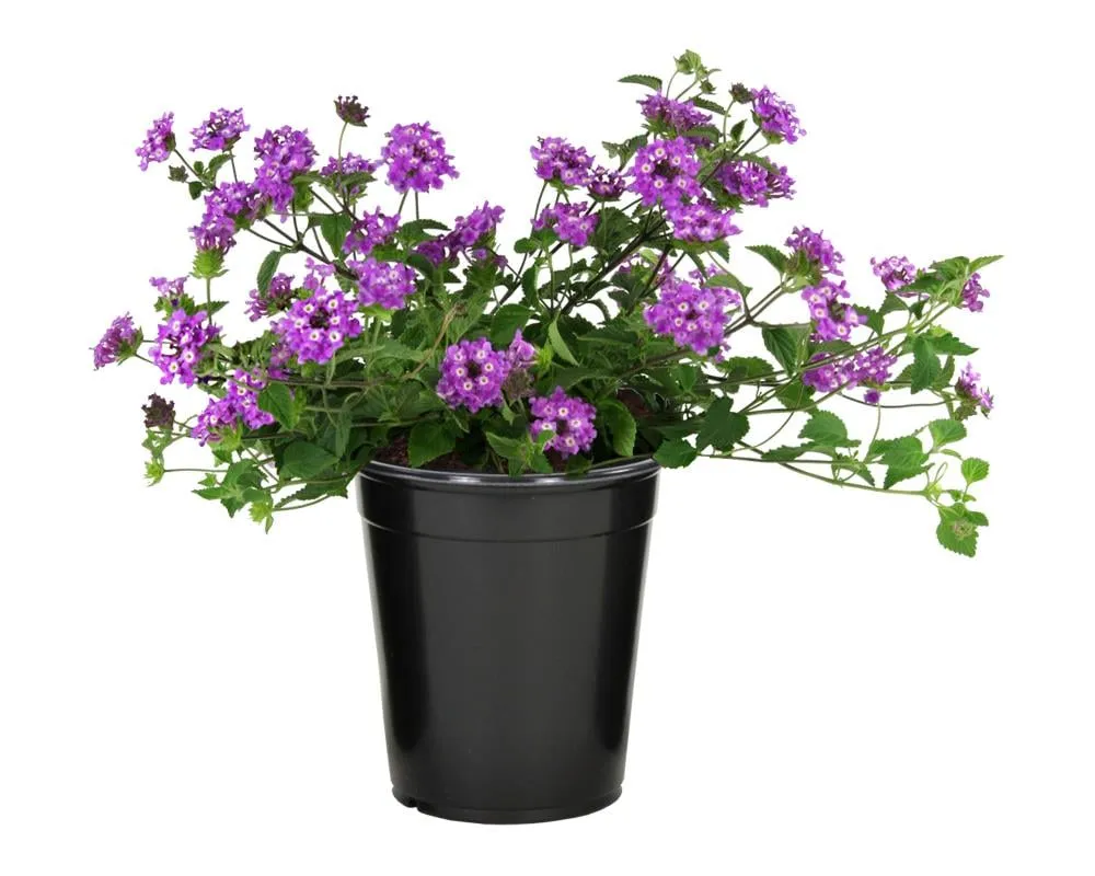 Lantana