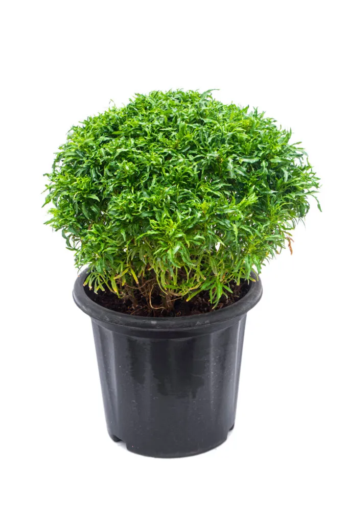 Green Aralia