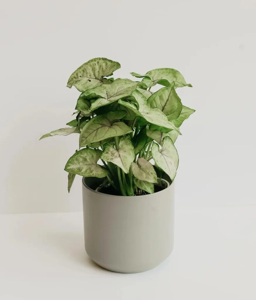 Syngonium