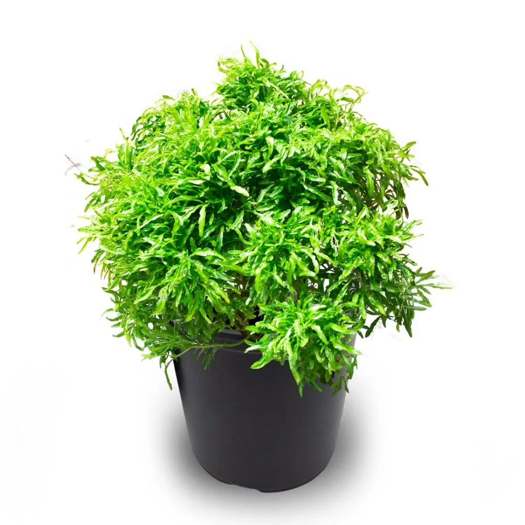 Aralia Gold – Medium