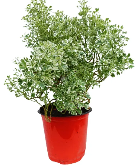 Aralia White
