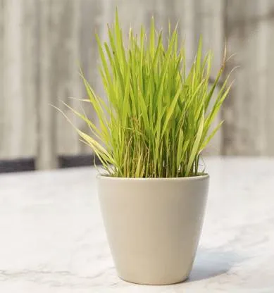 Lemon Grass