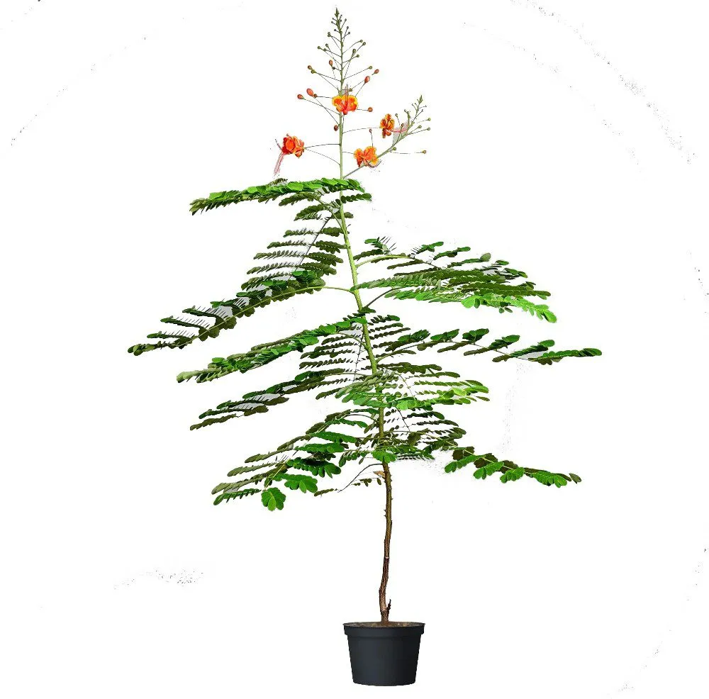 Gulmohar