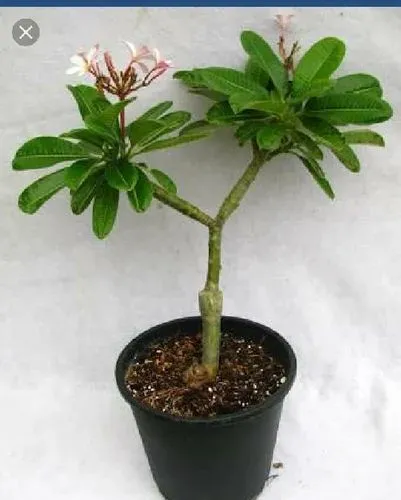 Temple Tree