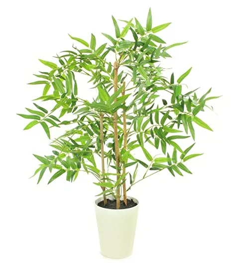 Golden Bamboo
