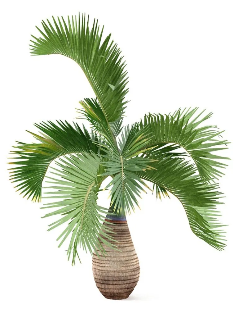 Champion Palm