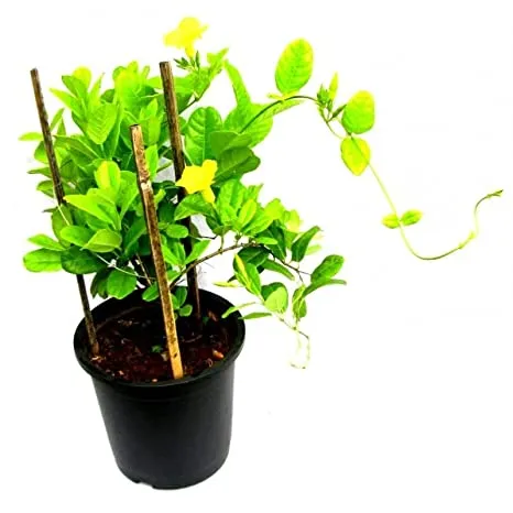 Allamanda Creeper