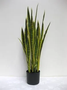 Parkeria