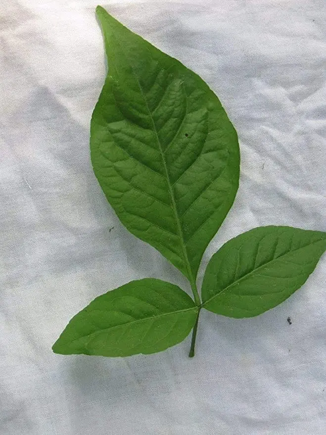 Bel patra