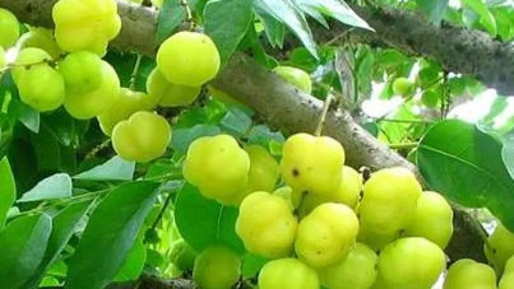 Raacha Gumadikaaya