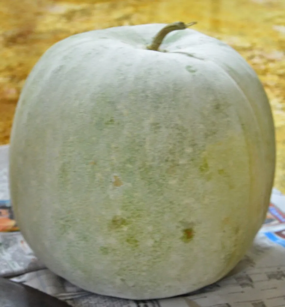 Gummadi kaaya Cellalu