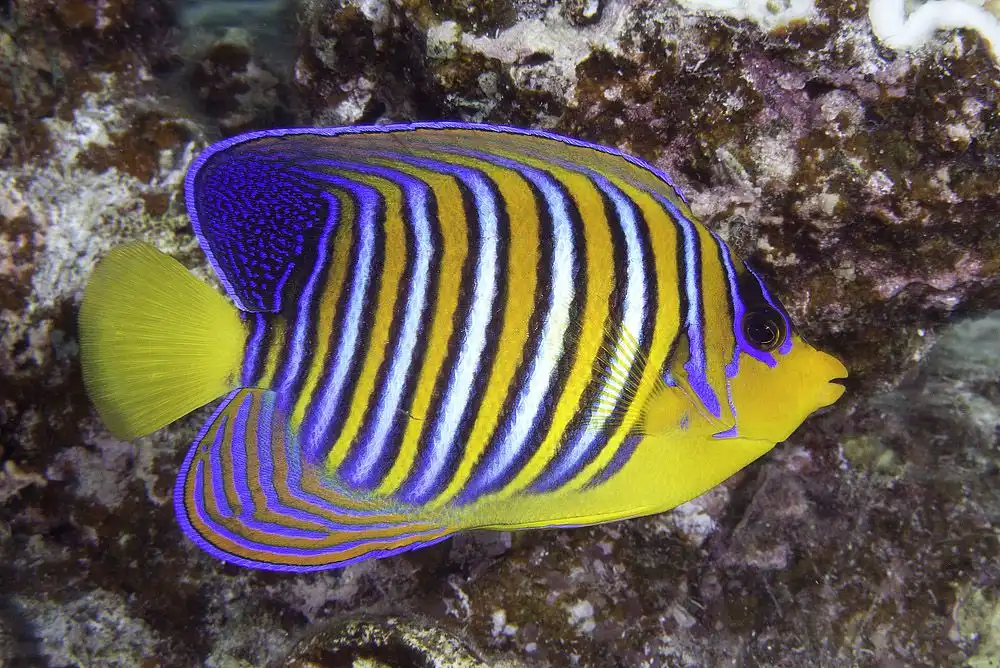 Angelfish