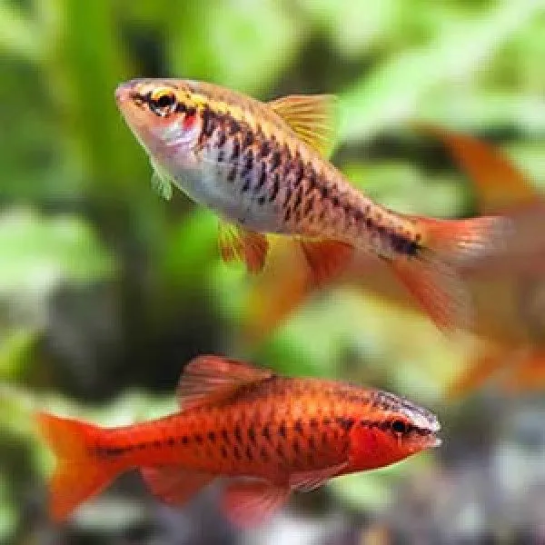 Cherry Barb