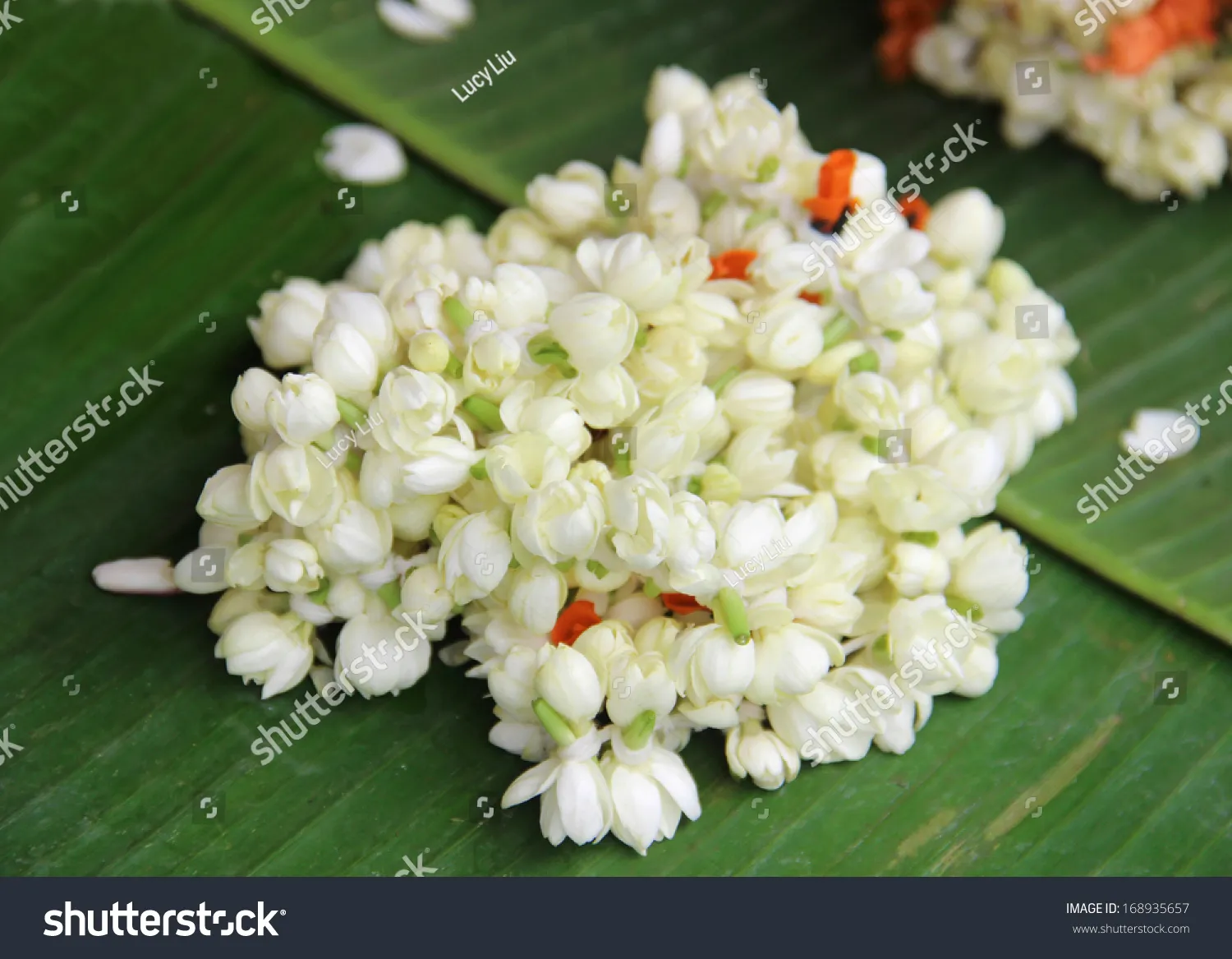 Jasmine Flowers