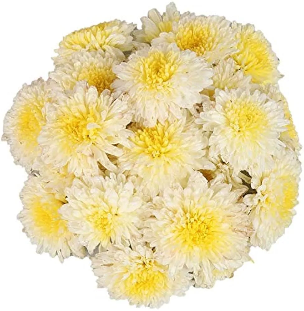 Chrysanthemum Flowers