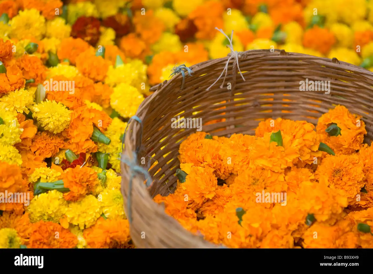Marigold Flowers