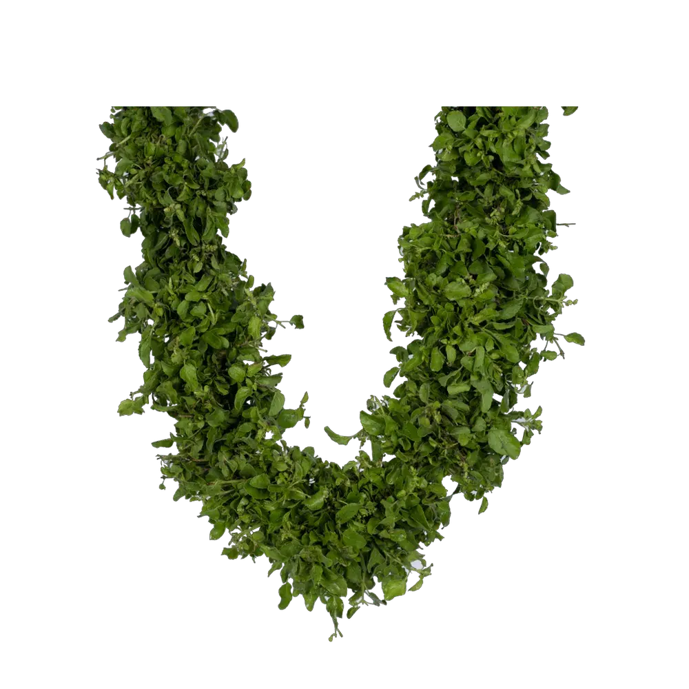 Basil Leaf string