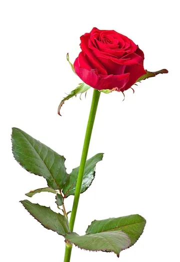 Gulab