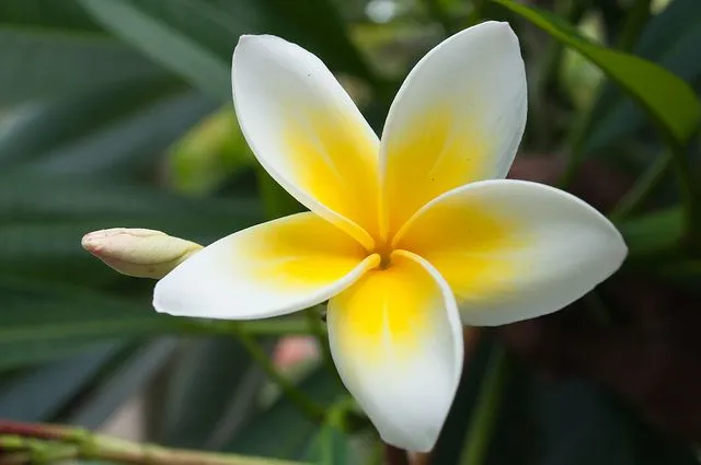 Billa Ganneru