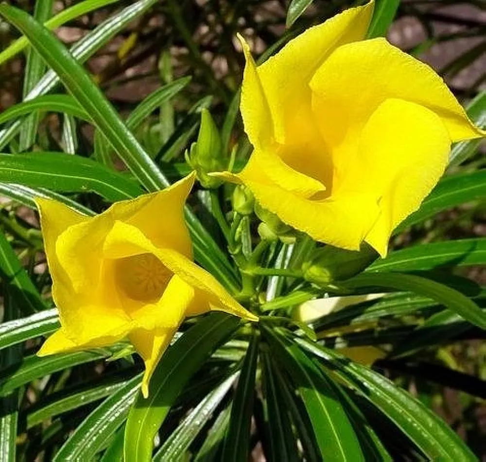 Kaner (Gaaneru)