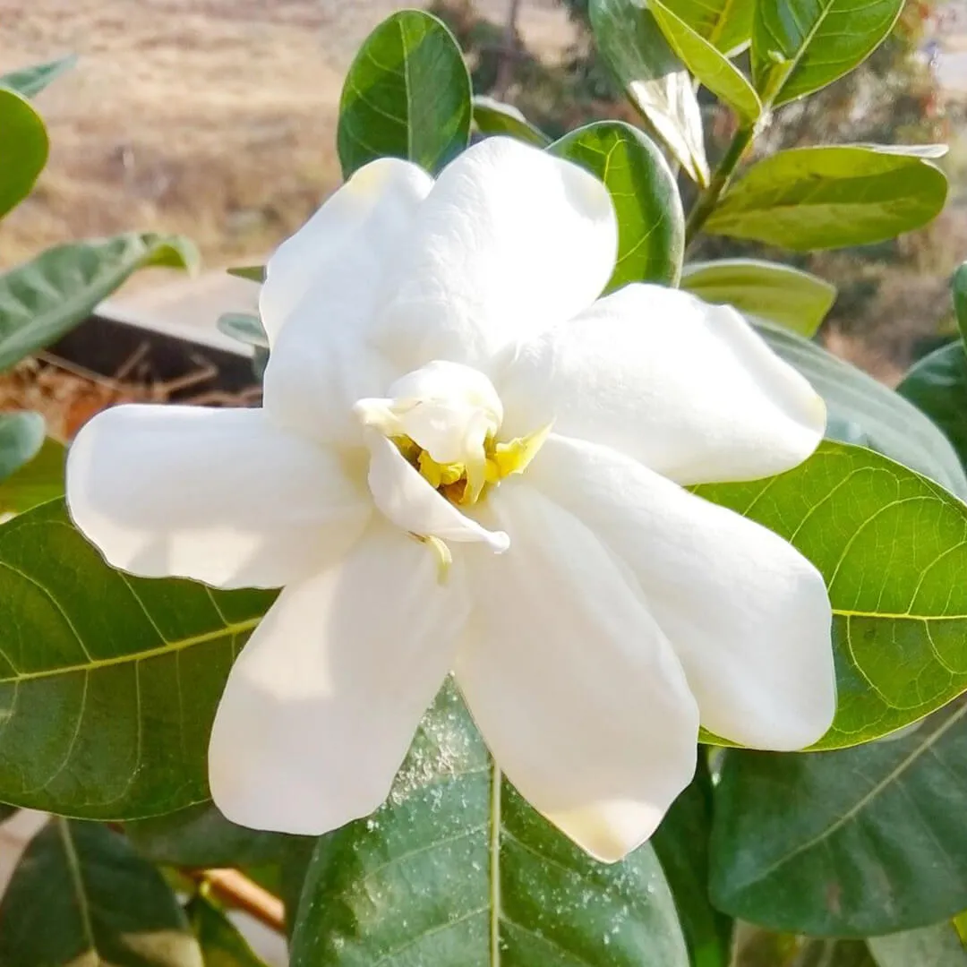 Parijatamu
