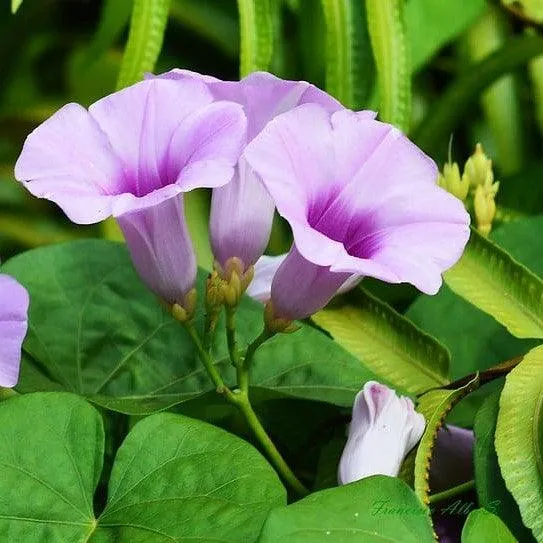 Samudrapala
