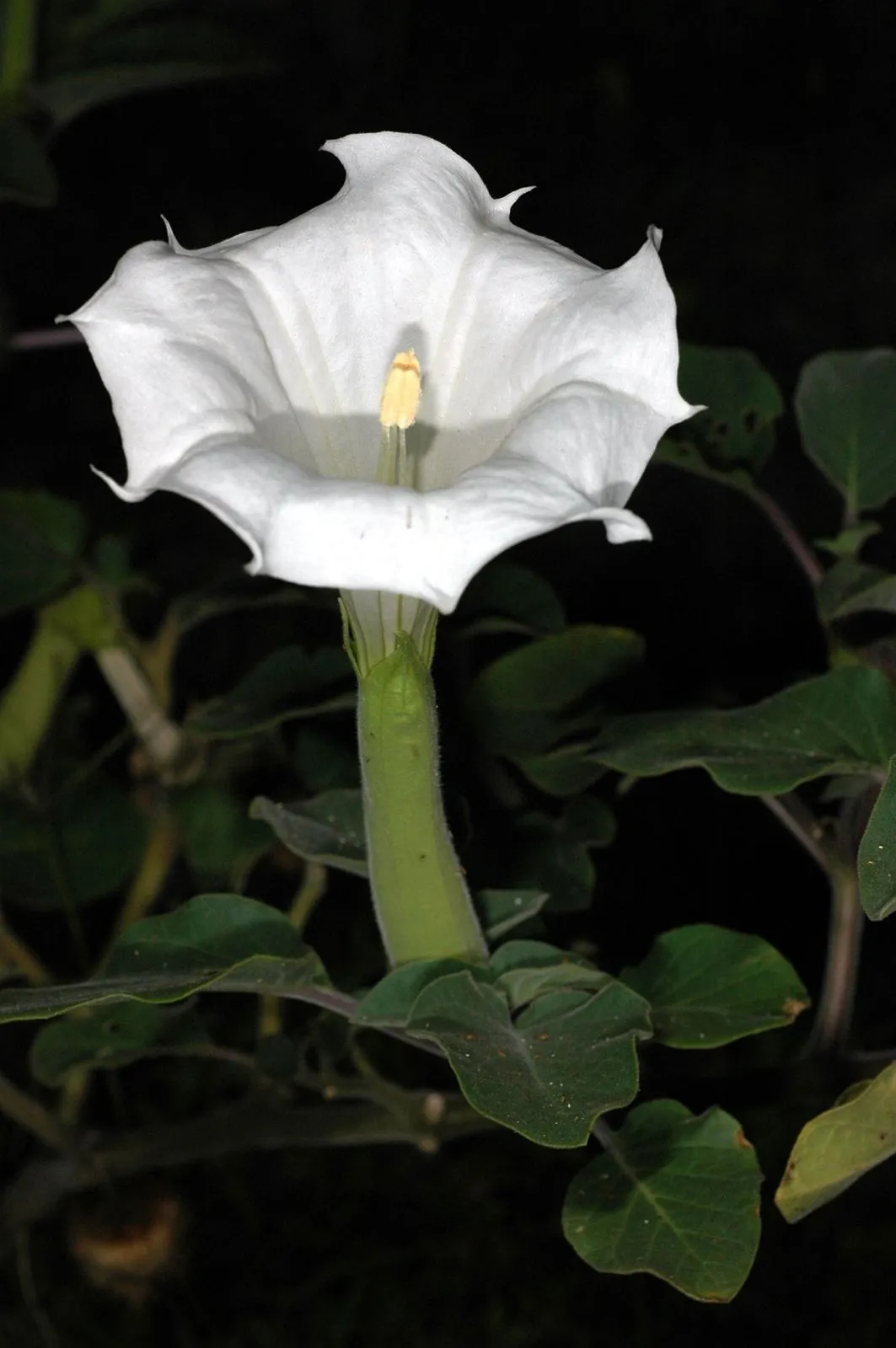 Ummetta