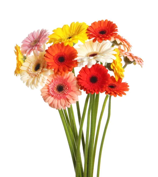Colorful Gerbera Beauty
