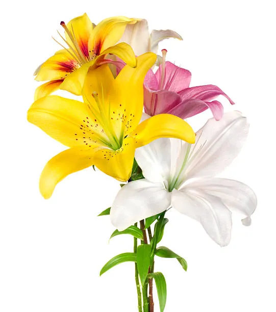 Lillies