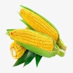 Sweet Corn – American – Pack of 2