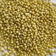 Browntop millet – 200 Gms