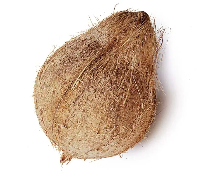 Coconut – 1